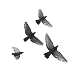 bird